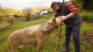 El ser o no ser del gochu asturcelta: la peste porcina avanza y los cuidadores de la raza autóctona asturiana extreman la protección