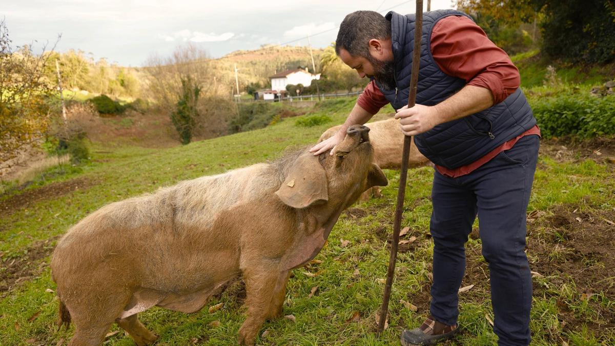Los criadores de gochu asturcelta preocupados por el avance de la gripe porcina: "Si llega aquí sería devastador, perderíamos una raza autóctona"
