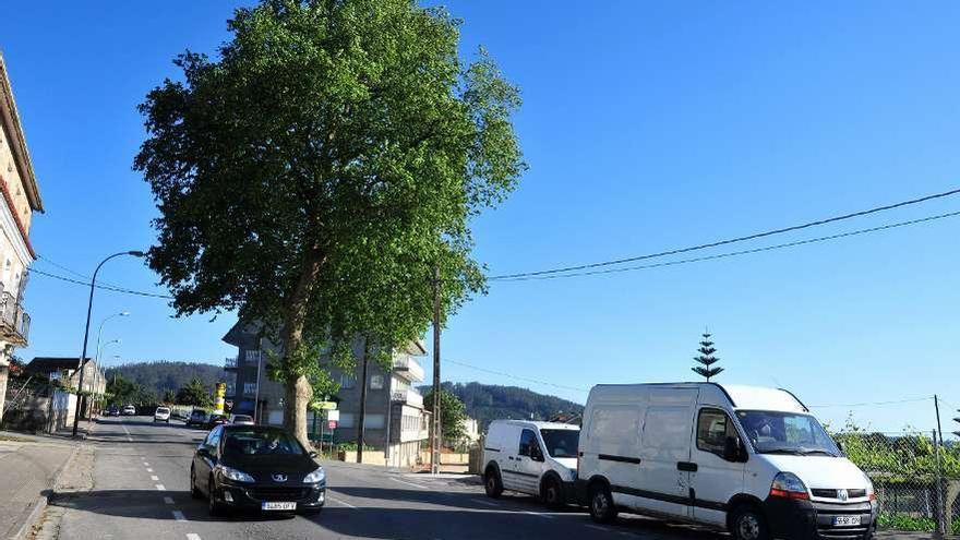 El polémico &quot;árbol de Otero&quot; vuelve a salvarse de la tala.  // I. Abella