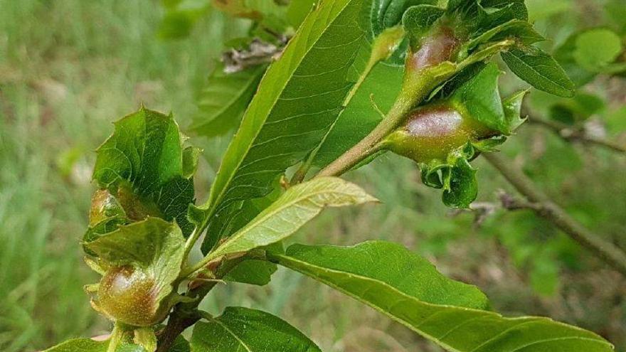 Planta afectada por la avispilla del castaño