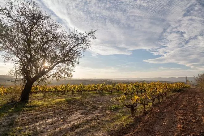 El paraíso oculto para los amantes del vino que debes visitar