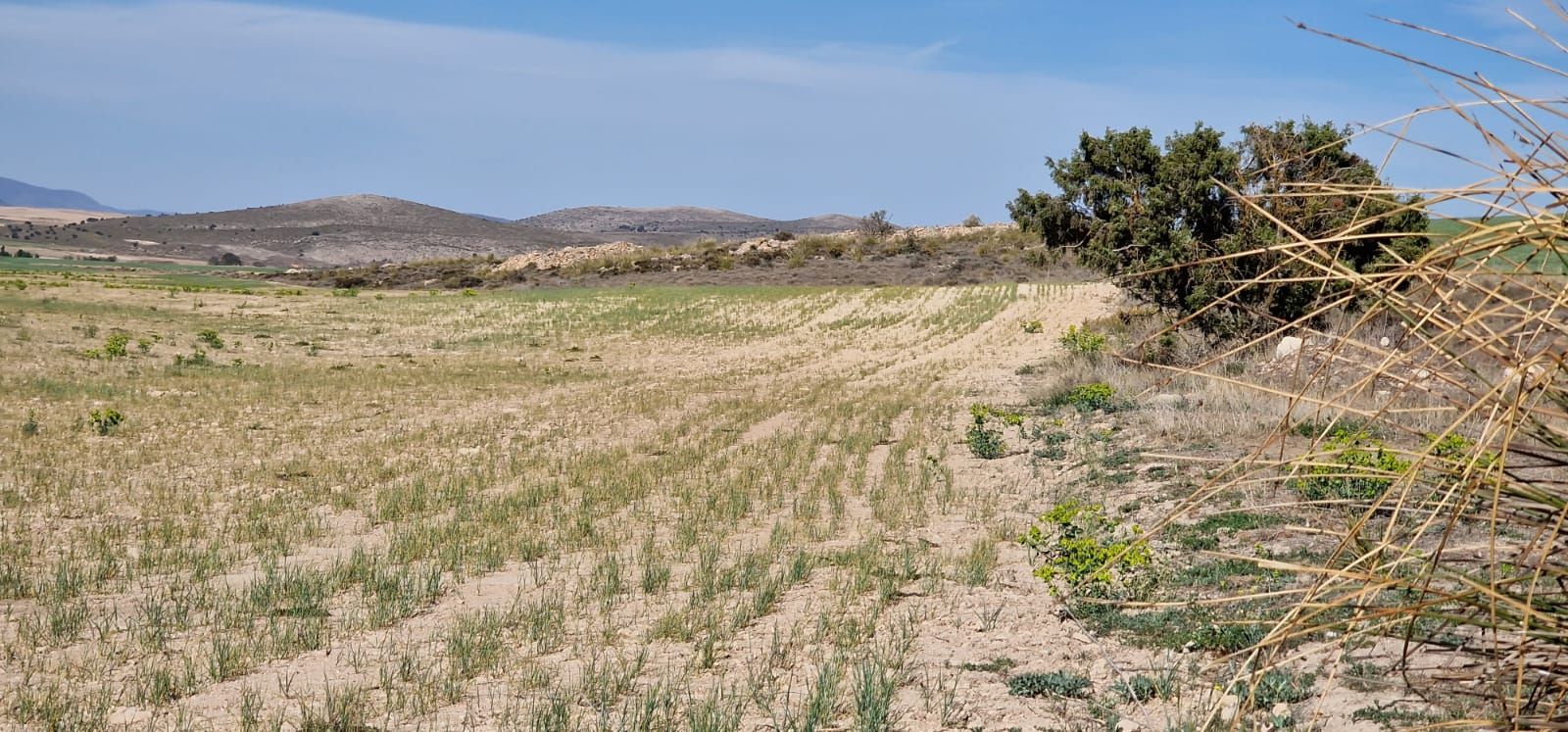 Efectos de la sequía sobre cultivos de cereal y montes en la Junquera, El Moralejo (Caravaca de la Cruz).