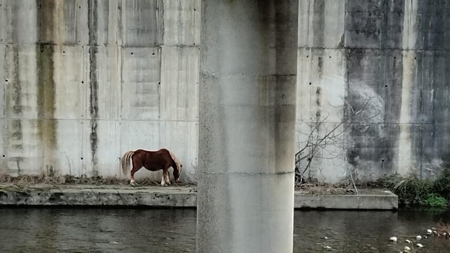 El caballo de la ribera del Caudal sigue &quot;atrapado&quot; y sin que nadie lo ayude: &quot;No hacen nada por rescatarlo&quot;