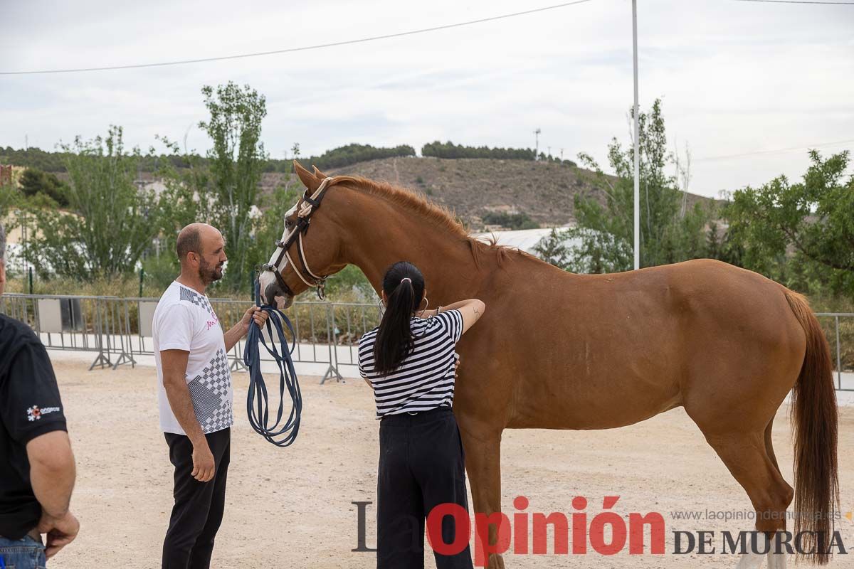 Control veterinario de los Caballos del Vino en Caravaca