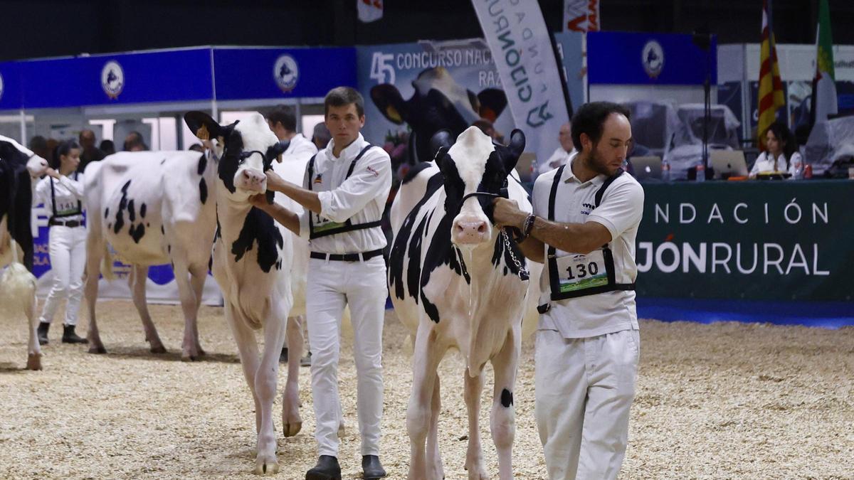 Concurso de raza frisona, en una edición anterior de Agropec.