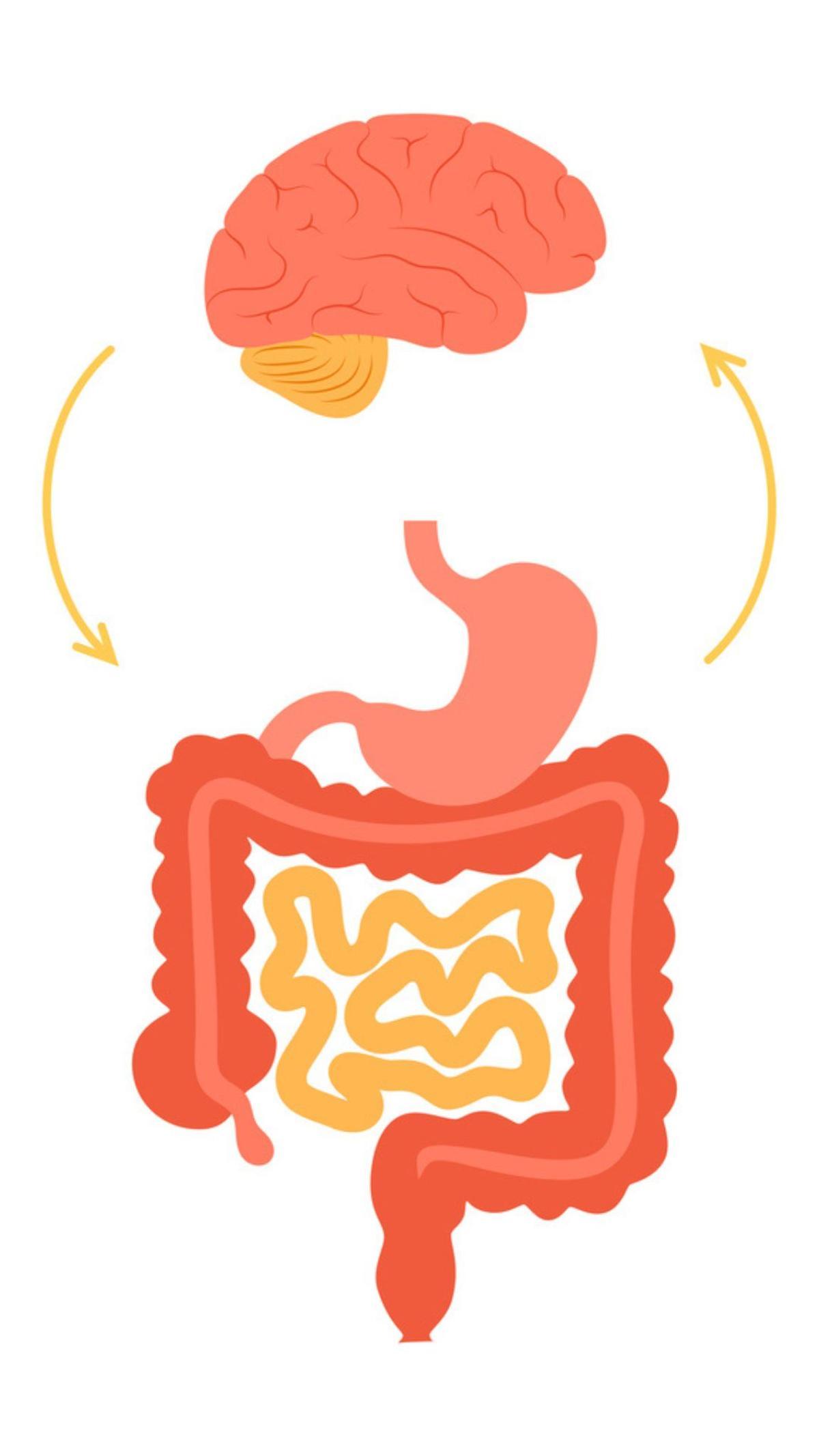 El cerebro y nuestro segundo cerebro (intestino) están estrechamente relacionados a través de muchos bichitos (microbiota) que viven en nuestro intestino.