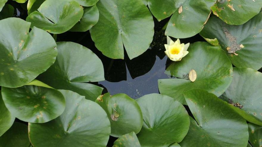 Nenúfar en flor del Pazo de Rubianes en Vilagarcía.