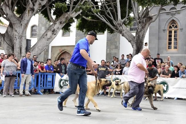 Celebración del I Certamen Nacional de perro ...