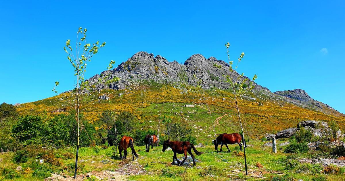 VISTA DEL MONTE GALIÑEIRO, RODEADO DE ARBOLADO Y CON CABALLOS SALVAJES EN LIBERTAD EN UNA JORNADA DE BUEN TIEMPO. VISTAS. PANORAMICA