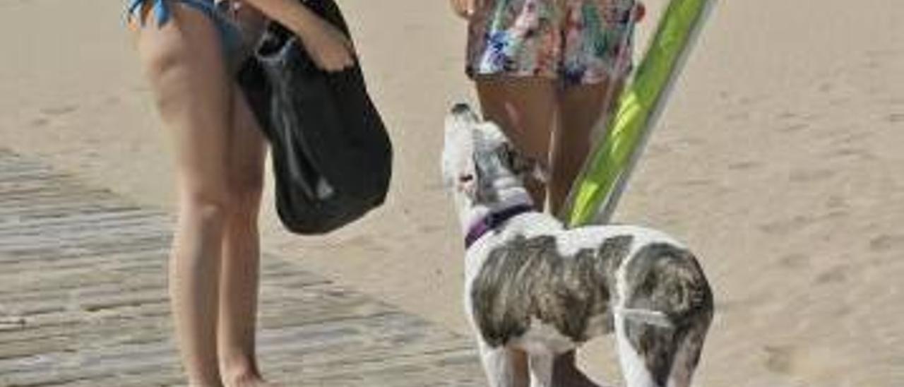 Dos jóvenes con un perro, en la «playa-can» el año pasado.