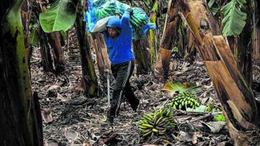 Cambios en la ley para no destruir 10.000 toneladas de plátanos afectados por el volcán de La Palma