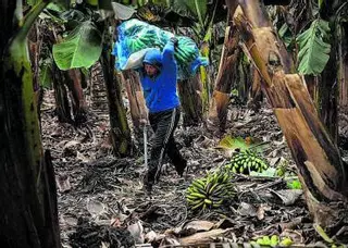 Cambios en la ley para no destruir 10.000 toneladas de plátanos afectados por el volcán de La Palma