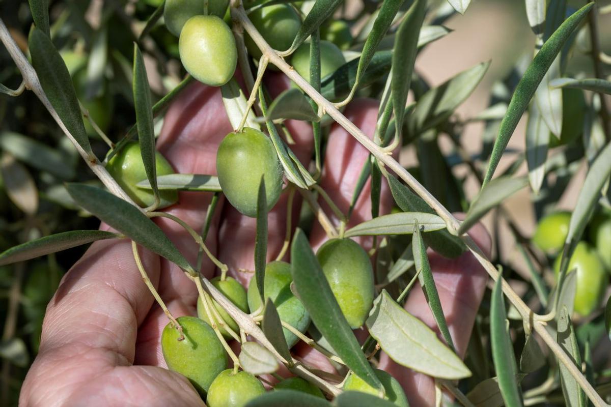 Aceitunas en un olivar andaluz.