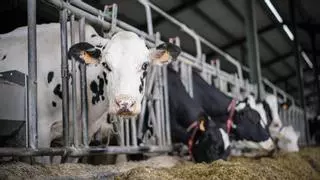 El "indulto" a 140 vacas en León reabre el debate: cumplir o no las normas UE