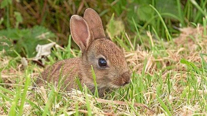 Süß, aber empfindlich: Insel-Kaninchen