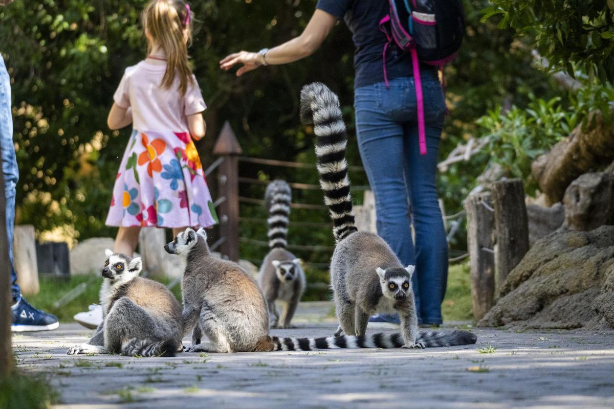 Visitantes y lémures en la isla de Madagascar.