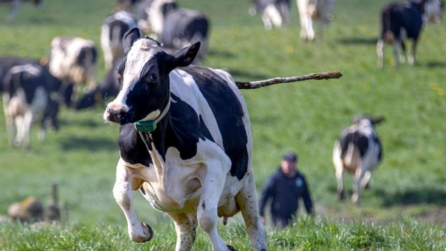 Denunciadas siete granjas asturianas por posible maltrato animal