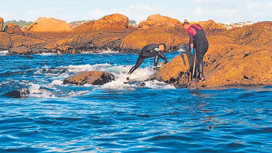 Los bateeiros detectan una «alarmante escasez de mejilla» y temen por su futuro