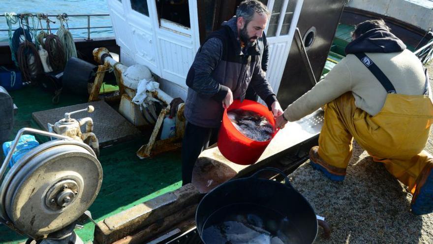 Descarga de pulpo en el puerto de Bueu. | Gonzalo Núñez