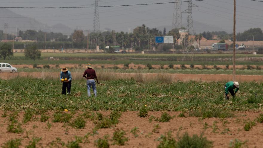 El Ministerio aplaza el nuevo plan para reducir el uso de los fitosanitarios en el campo