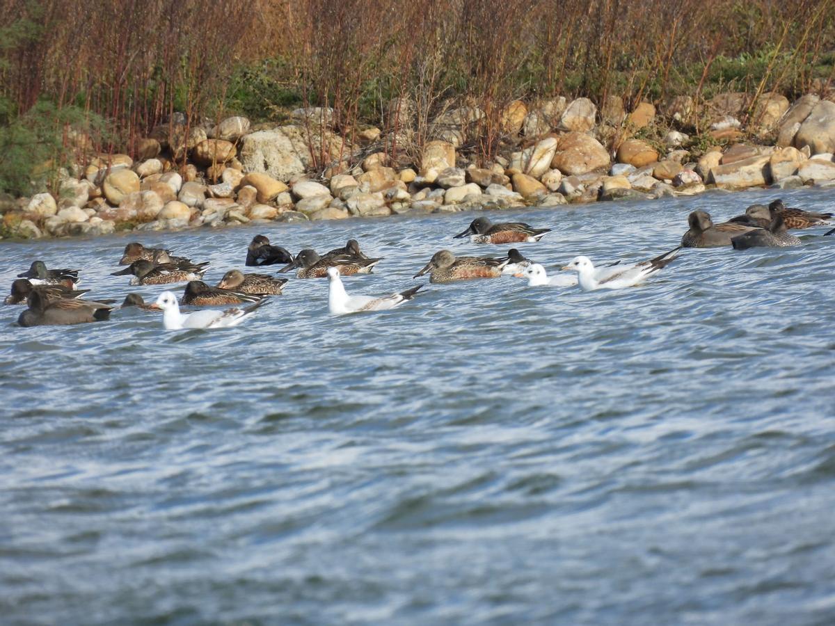 Aves en las Lagunas de Villafáfila