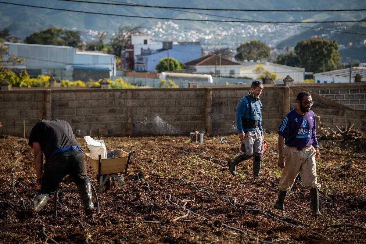 El consejero de Agricultura, Ganadería, Pesca y Soberanía Alimentaria del Gobierno de Canarias, Narvay Quintero, visita una finca en Los Baldíos, donde el Ejecutivo canario, en colaboración con viticultores de las Denominaciones de Origen Protegidas de Vino de las islas, desarrolla un proyecto piloto con patrones americanos de viña para evaluar su resistencia a la filoxera