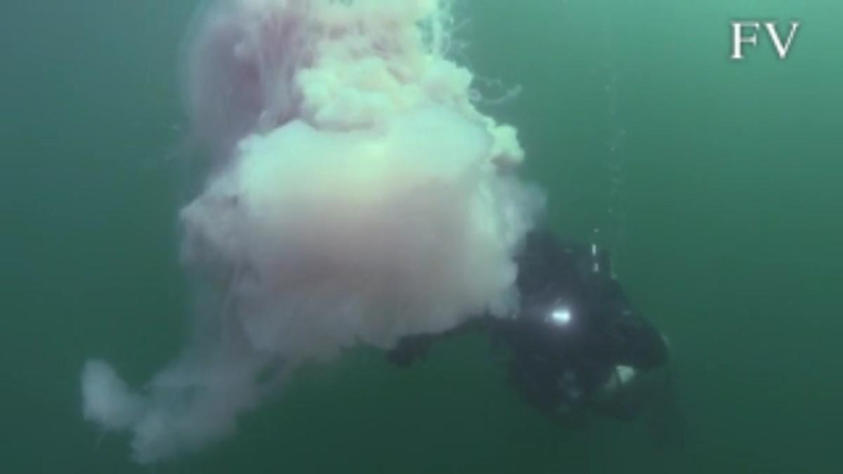 Momento del encuentro de una gigantesca medusa con un buceador.