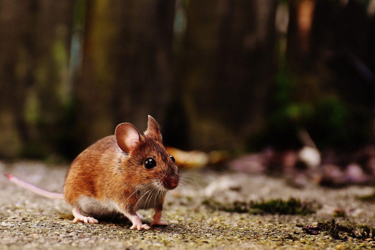 Descubren que los animales van adaptando su cuerpo al cambio climático