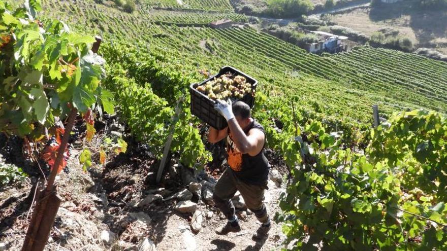 La Ribeira Sacra arranca su vendimia más heroica