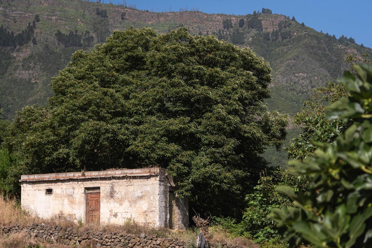 Tenerife Vaciada: Hoya de Pablos, Los Realejos