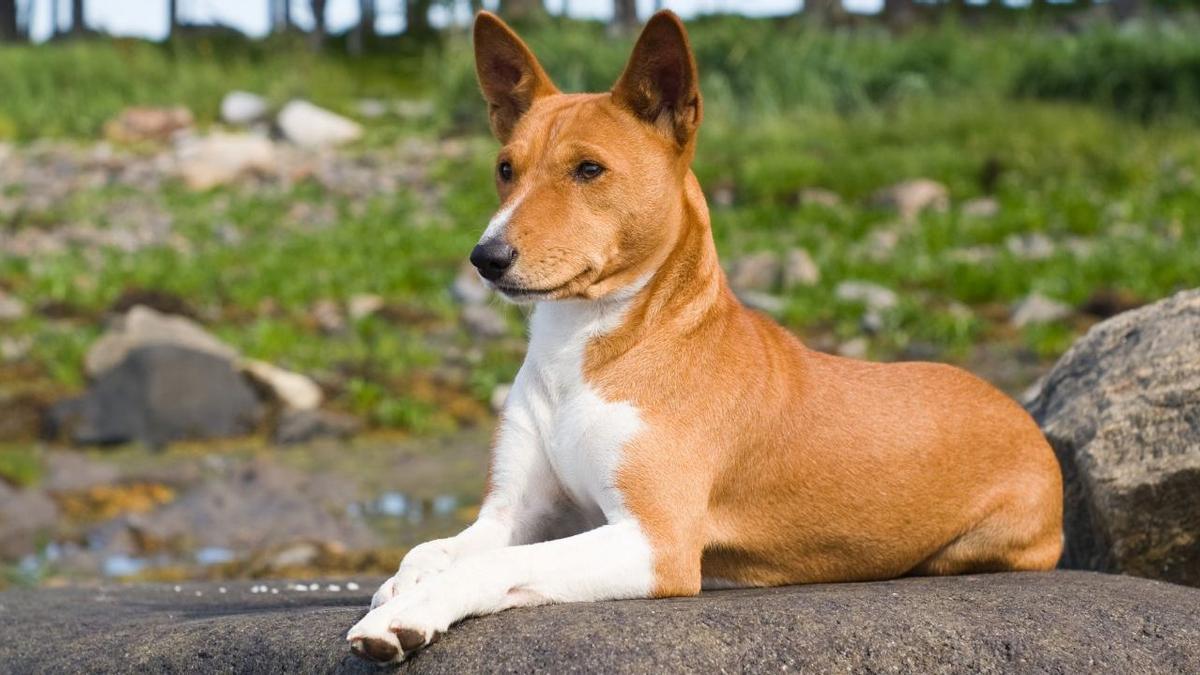 ? Perros que no ladran | Basenji: la Raza que no sabe ladrar