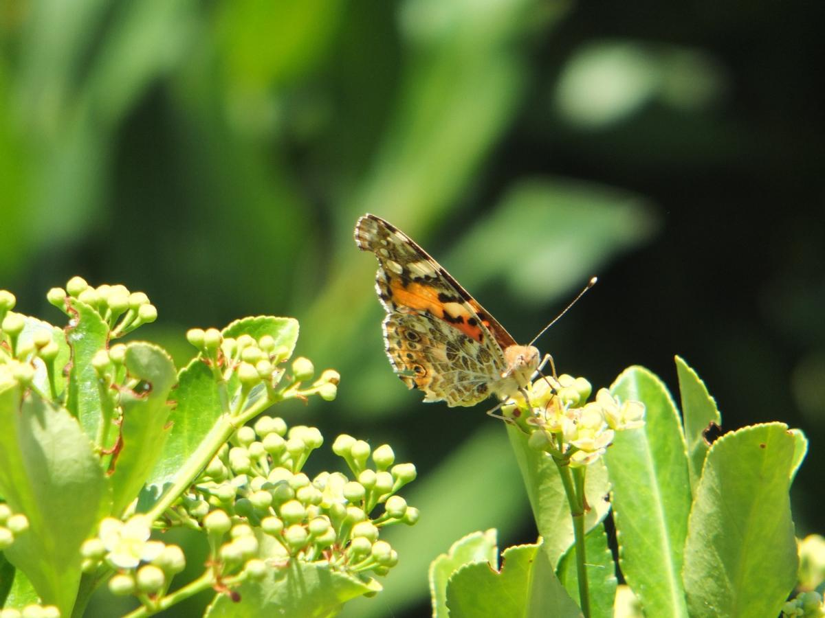 Una mariposa captada en Sóller.