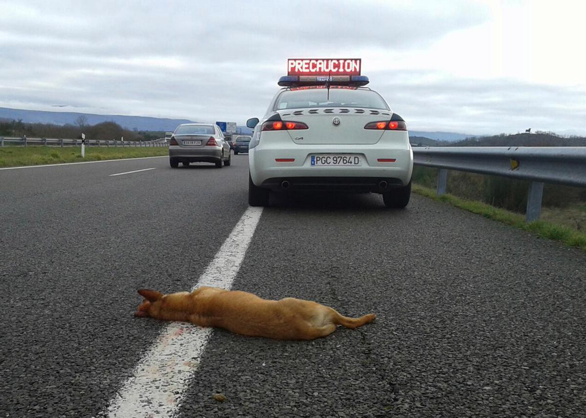 Una patrulla de Tráfico en la A-52, tras un accidente con un perro (archivo).