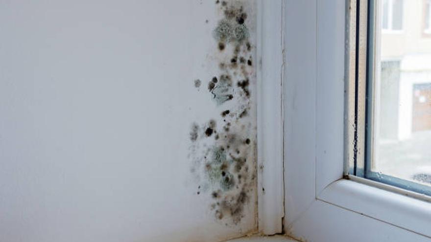 Limpiar moho en la pared - Forocoches
