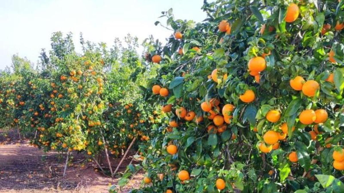 Explotación valenciana de mandarinas de la variedad 'Orri', en una imagen de archivo.