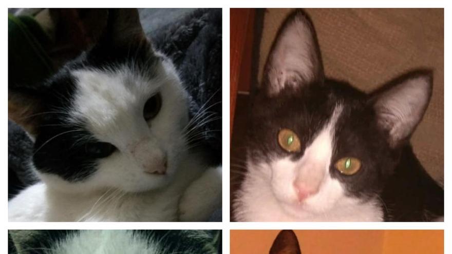Imágenes de los gatos desaparecidos.