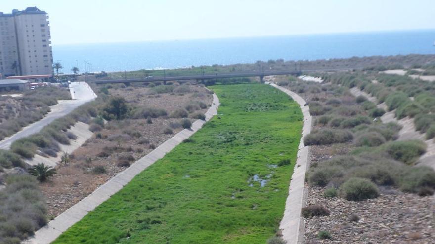 El Campello refuerza la lucha contra los mosquitos ante su proliferación por las lluvias y el calor