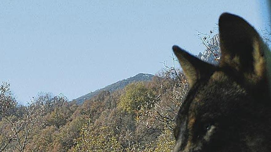 Un lobo observa con gran atención los entornos.