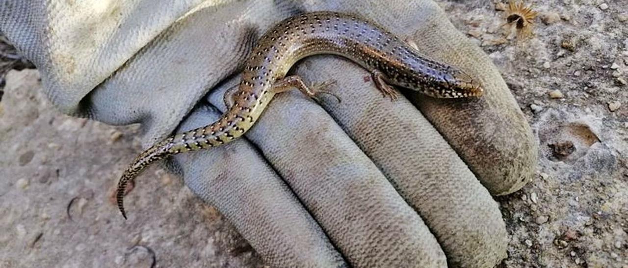Un ejemplar de eslizón ibérico utilizado en las investigaciones de campo. | INFORMACIÓN