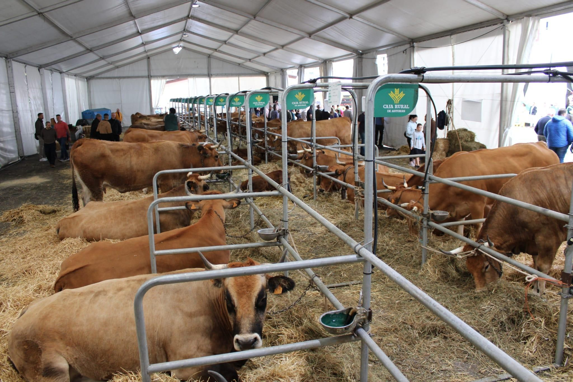 Así es Llangréu Nautral, la feria de las razas autóctonas asturianas que se celebra en pleno centro de Langreo