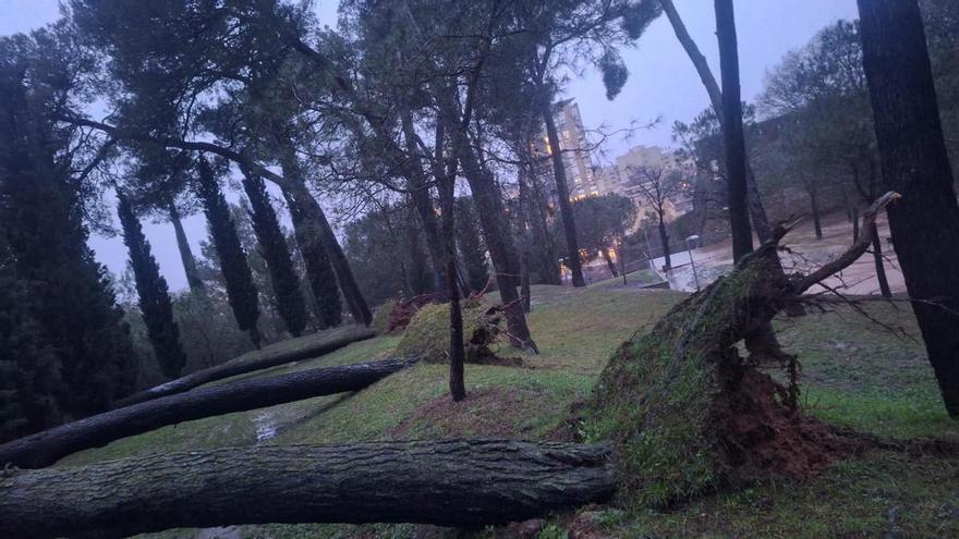 Cauen cinc arbres al parc de les Pedreres de Girona per les pluges i es talaran els que estiguin en risc