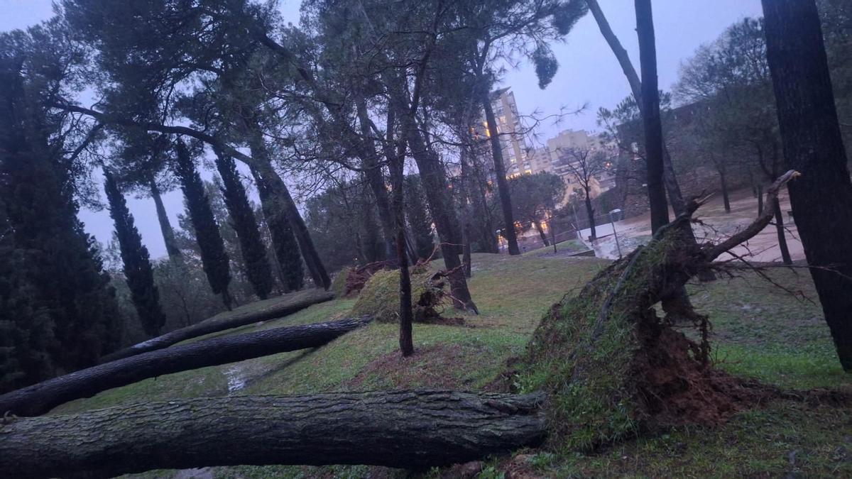 Tres dels arbres que han caigut entre dilluns i aquest dimecres.