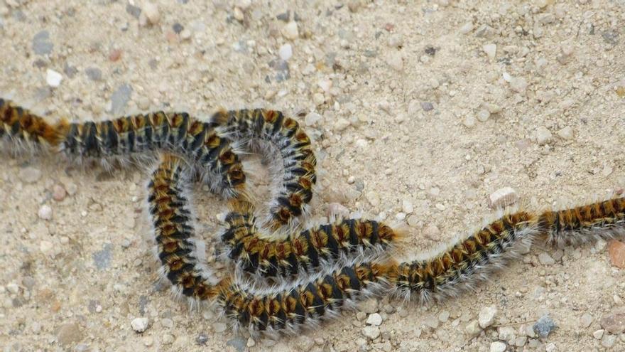 Procesionaria en enero: las altas temperaturas propician su aparición temprana