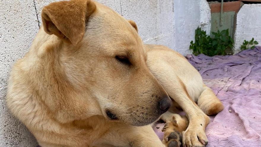 Buscan en Molina a un perro con una gran cicatriz en el lomo que necesita medicación