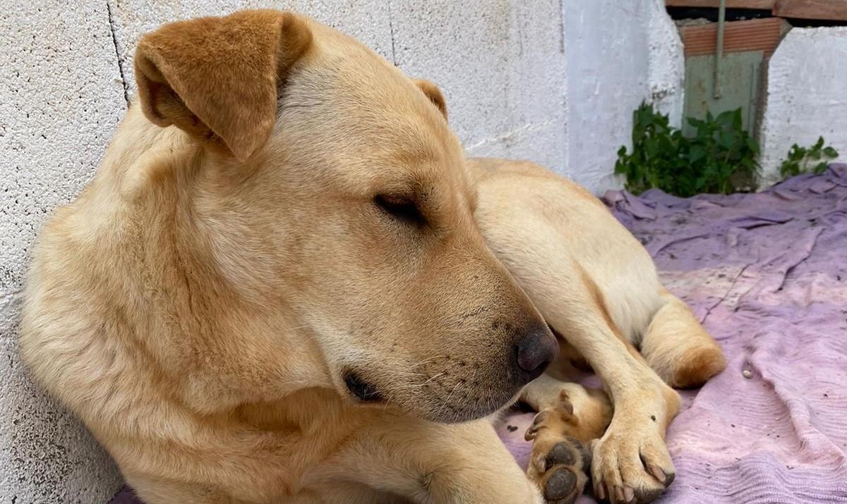 Rambo, perro perdido en Molina de Segura.