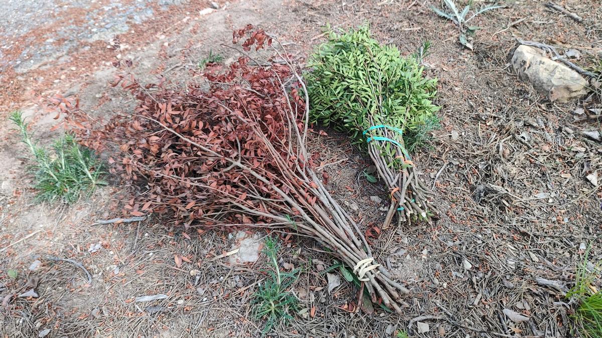 Poms de llentiscle recol·lectats il·legalment que són habituals de veure en camins forestals de la Catalunya Central
