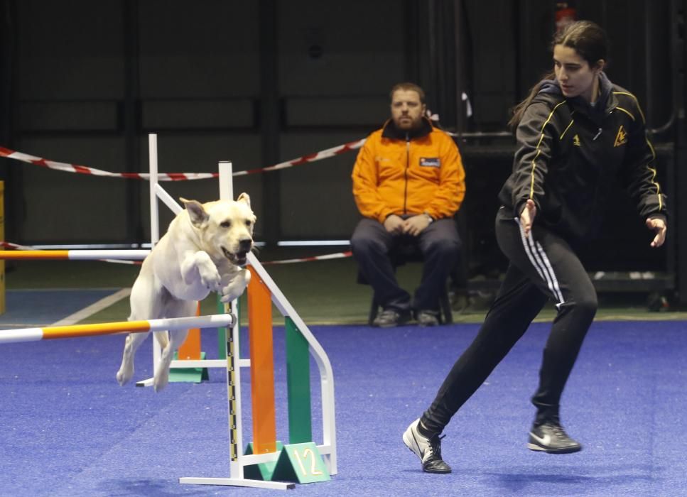 La Exposición Canina de Vigo cierra una nueva edición con grandes resultados.