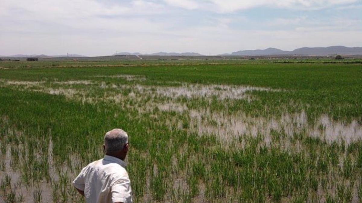 Un campo de arroz en Extremadura.