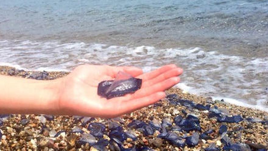 Menys picades de medusa aquest estiu a la Costa Brava