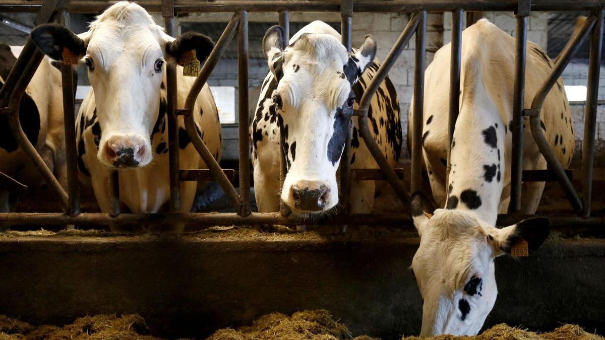 Vacas frisonas en la explotación de Finca Mouriscade. |   // BERNABÉ/JAVIER LALÍN